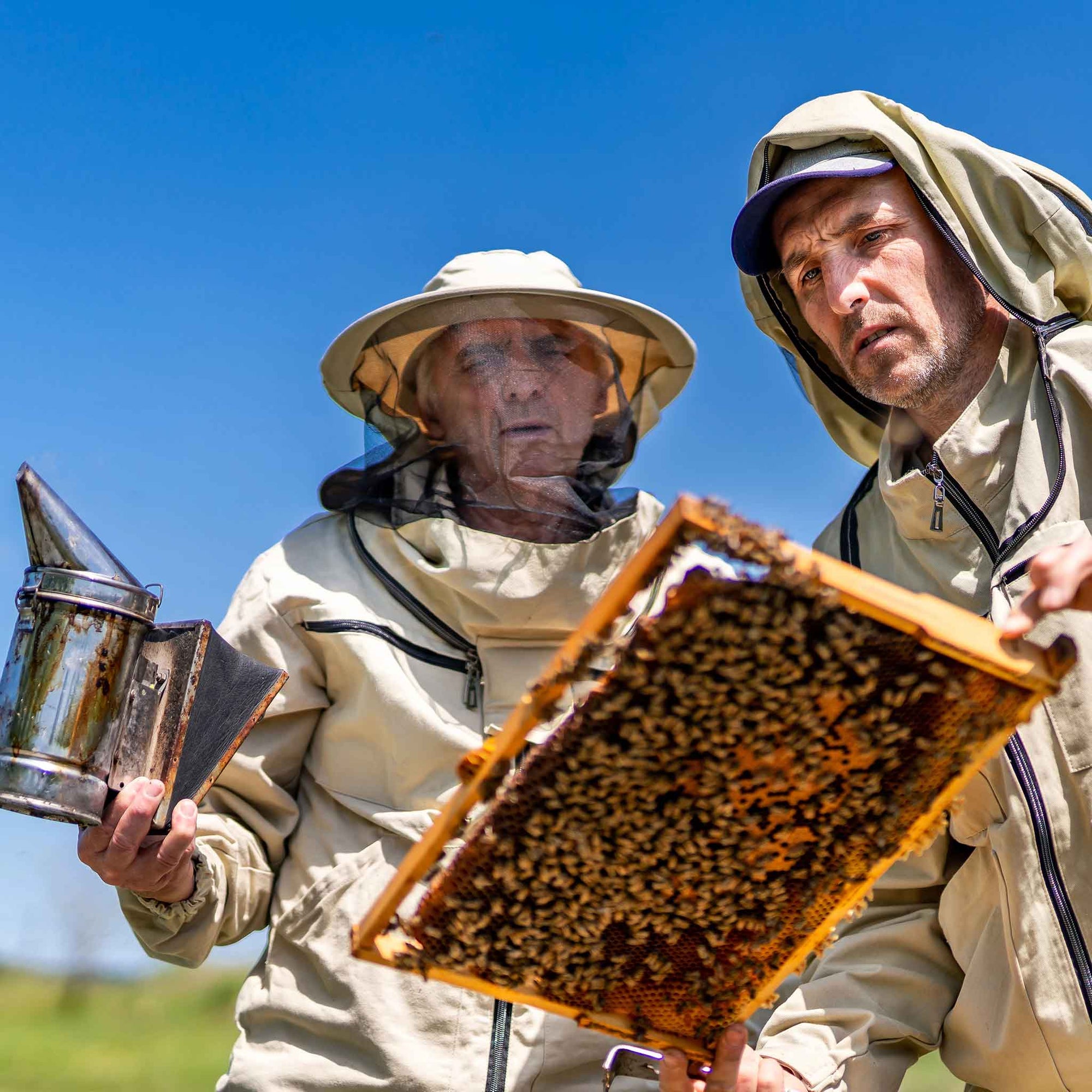 Experienced Beekeeper at Buzzbee Beekeeping