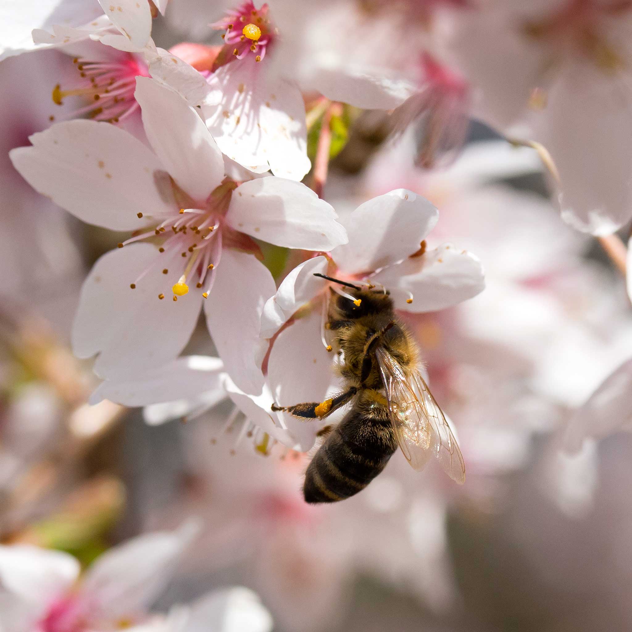 beekeeping Australia