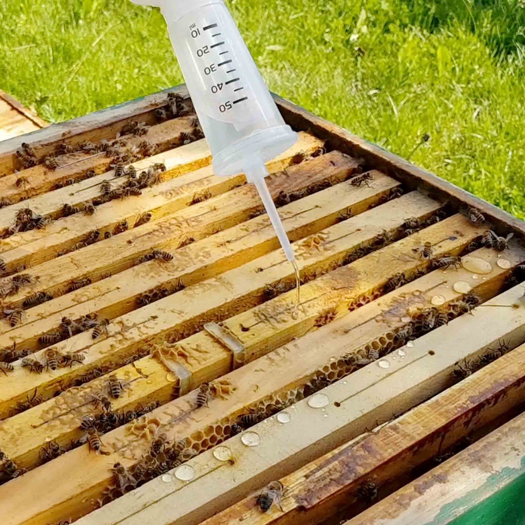 Api-Bioxal (Oxalic Acid) Hive Liquid Solution for Varroa Treatments - Varroa Treatments collection by Buzzbee Beekeeping Supplies