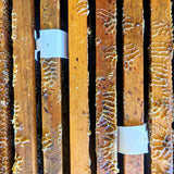 Apivar® Varroa Mite Treatment - Long-Acting Amitraz Control for Australian Beekeepers