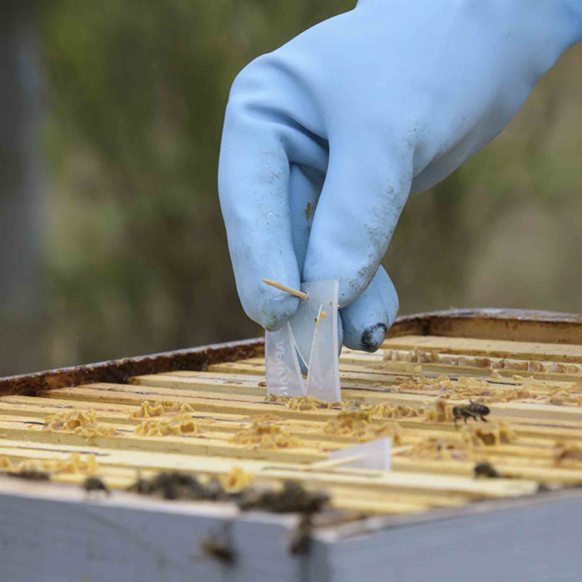 Apivar® Varroa Mite Treatment - Long-Acting Amitraz Control for Australian Beekeepers - Varroa Treatments collection by Buzzbee Beekeeping Supplies