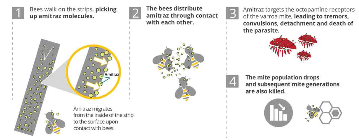Apivar® Varroa Mite Treatment - Long-Acting Amitraz Control for Australian Beekeepers