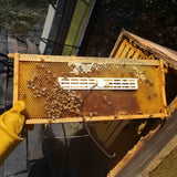 Queen Bee Isolation Cage embedded within Frame Comb for Forcing Brood Breaks