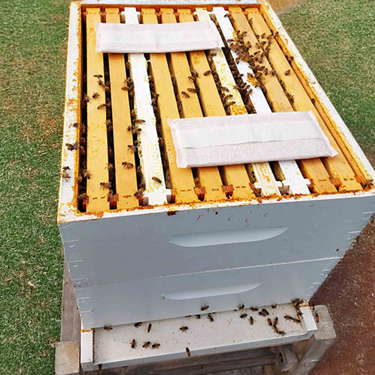 Formic Pro™ Varroa Mite Treatment – Fast, Effective Control for Australian Beekeepers