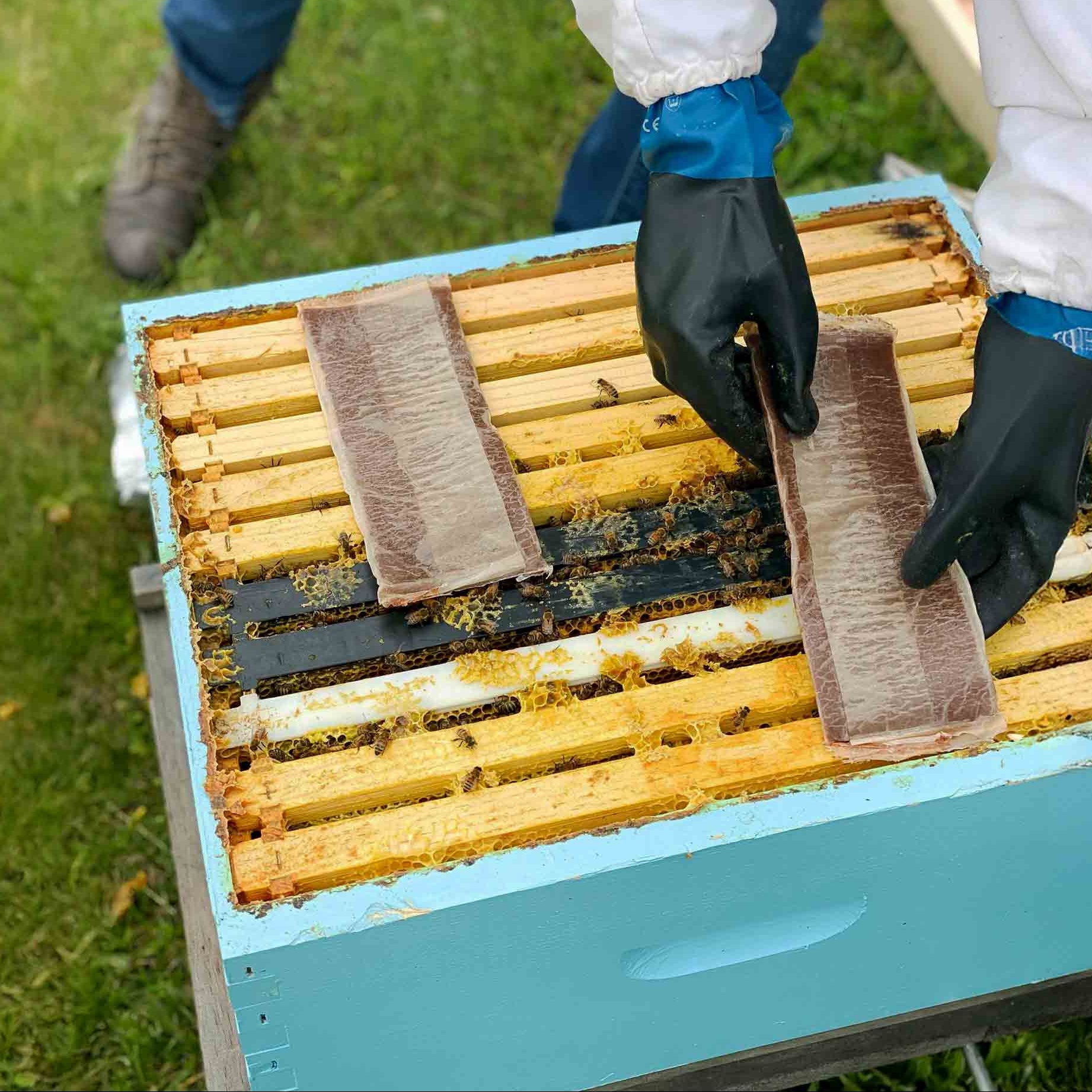 Formic Pro™ Varroa Mite Treatment – Fast, Effective Control for Australian Beekeepers - Varroa Treatments collection by Buzzbee Beekeeping Supplies