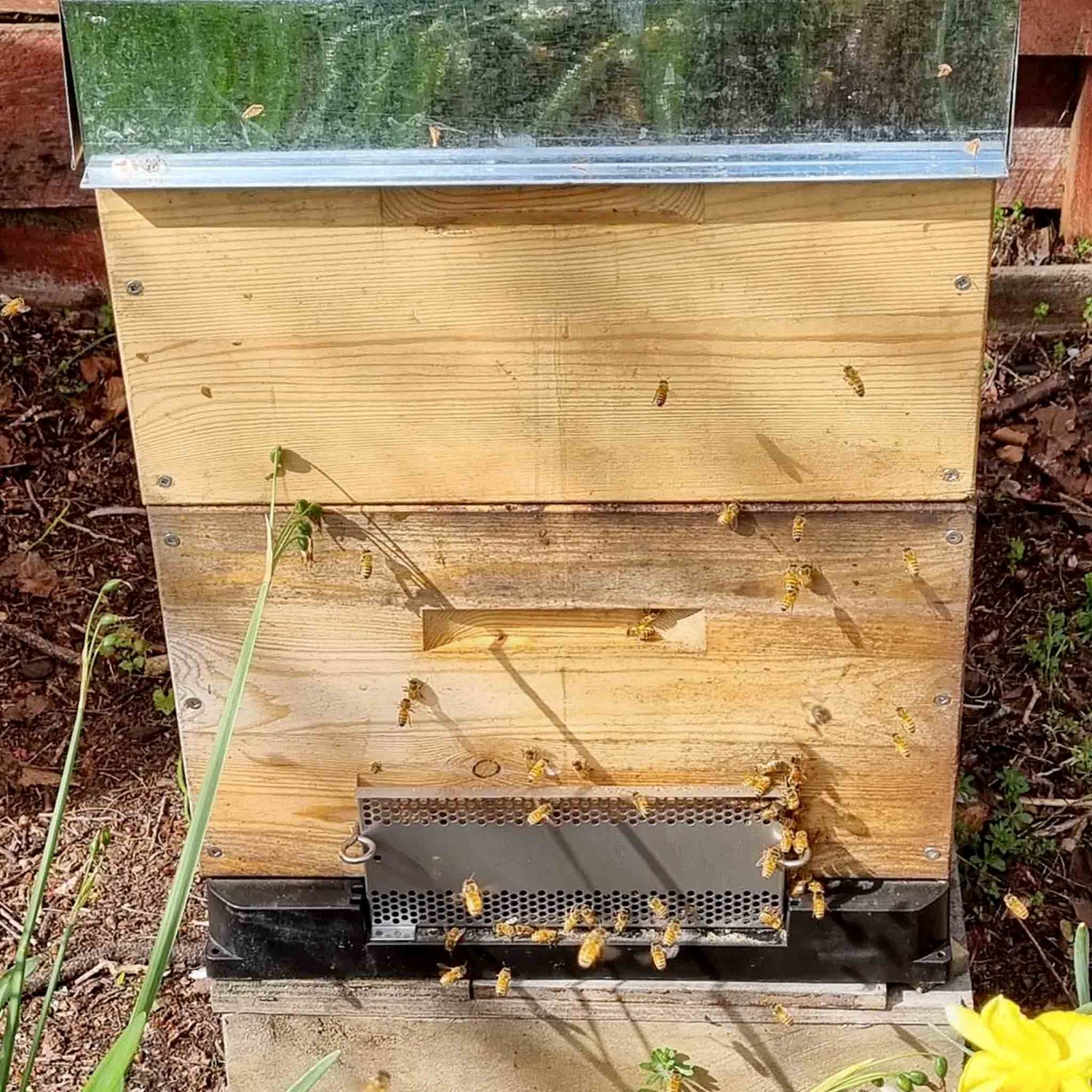 RobberGards™ – Stop Robbing Bees Fast - Small Hive Beetle Treatments collection by Buzzbee Beekeeping Supplies