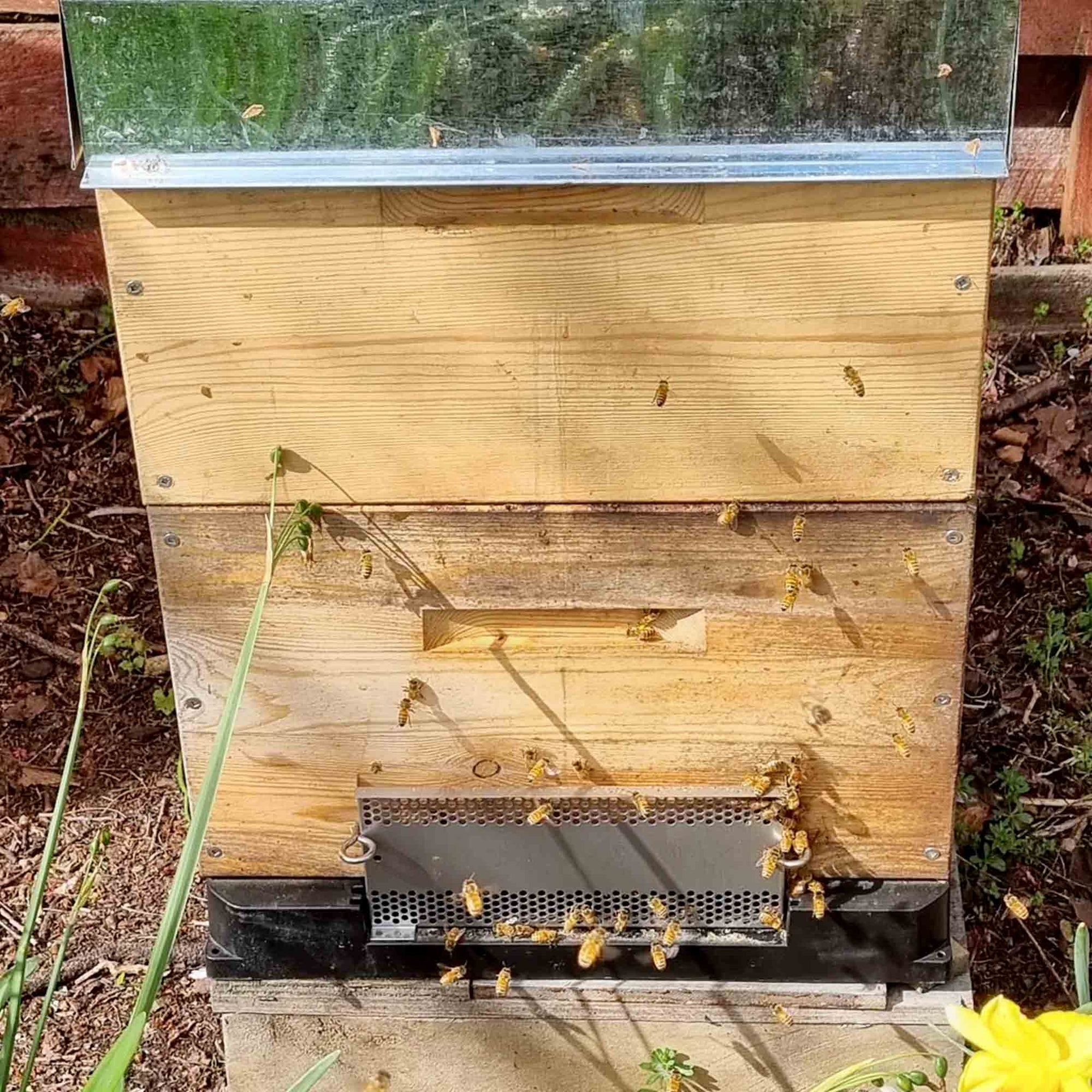 RobberGards™ – Stop Robbing Bees Fast - Small Hive Beetle Treatments collection by Buzzbee Beekeeping Supplies