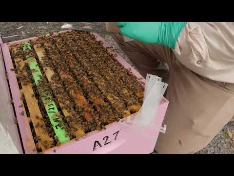 Bayvarol® Varroa Control Miticide Strips – APVMA Permit PER95037