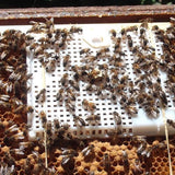 Queen Bee Introduction/Confinement Egg Laying Cage placed on Brood Comb