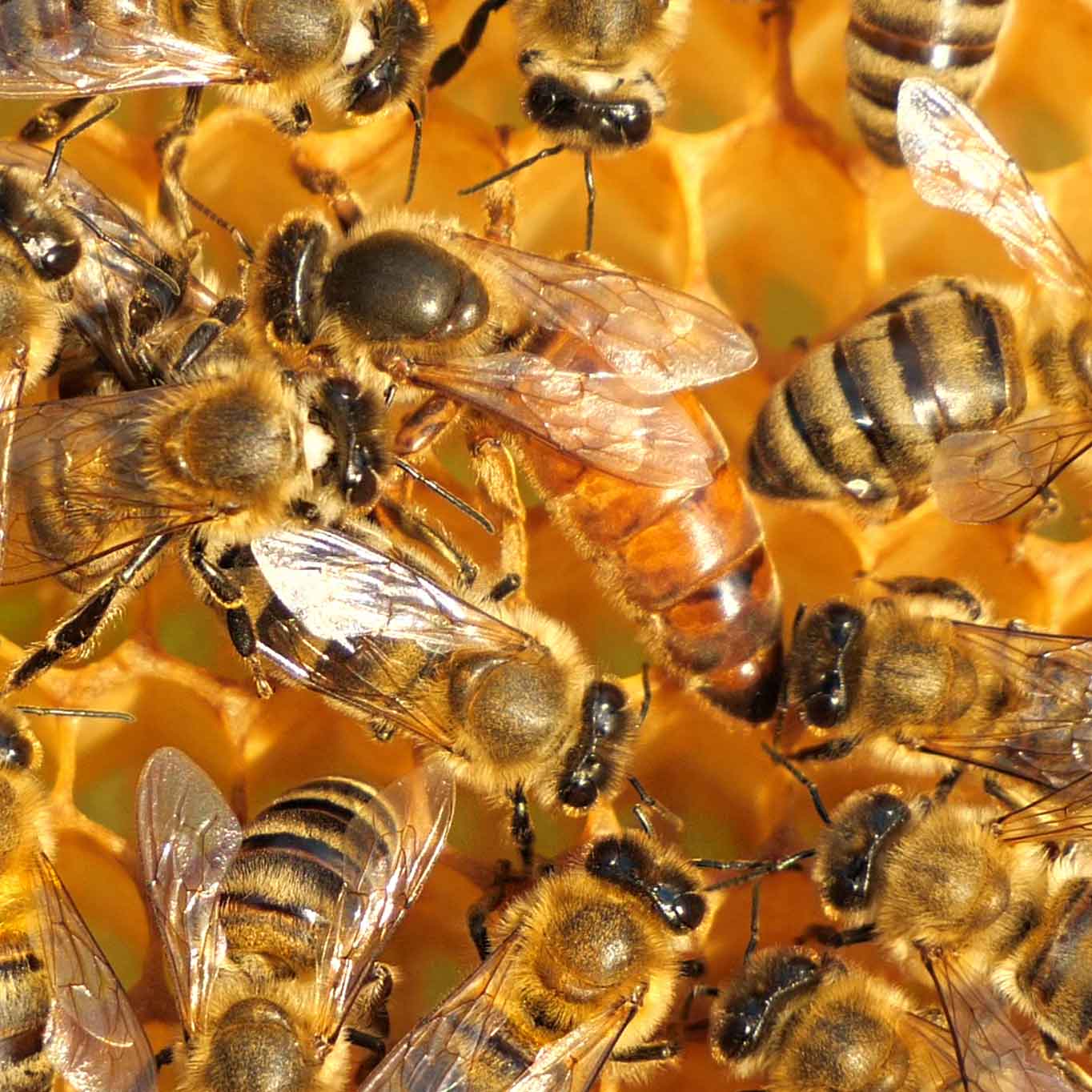 Italian Mated Queen Bees from Buzzbee Beekeeping