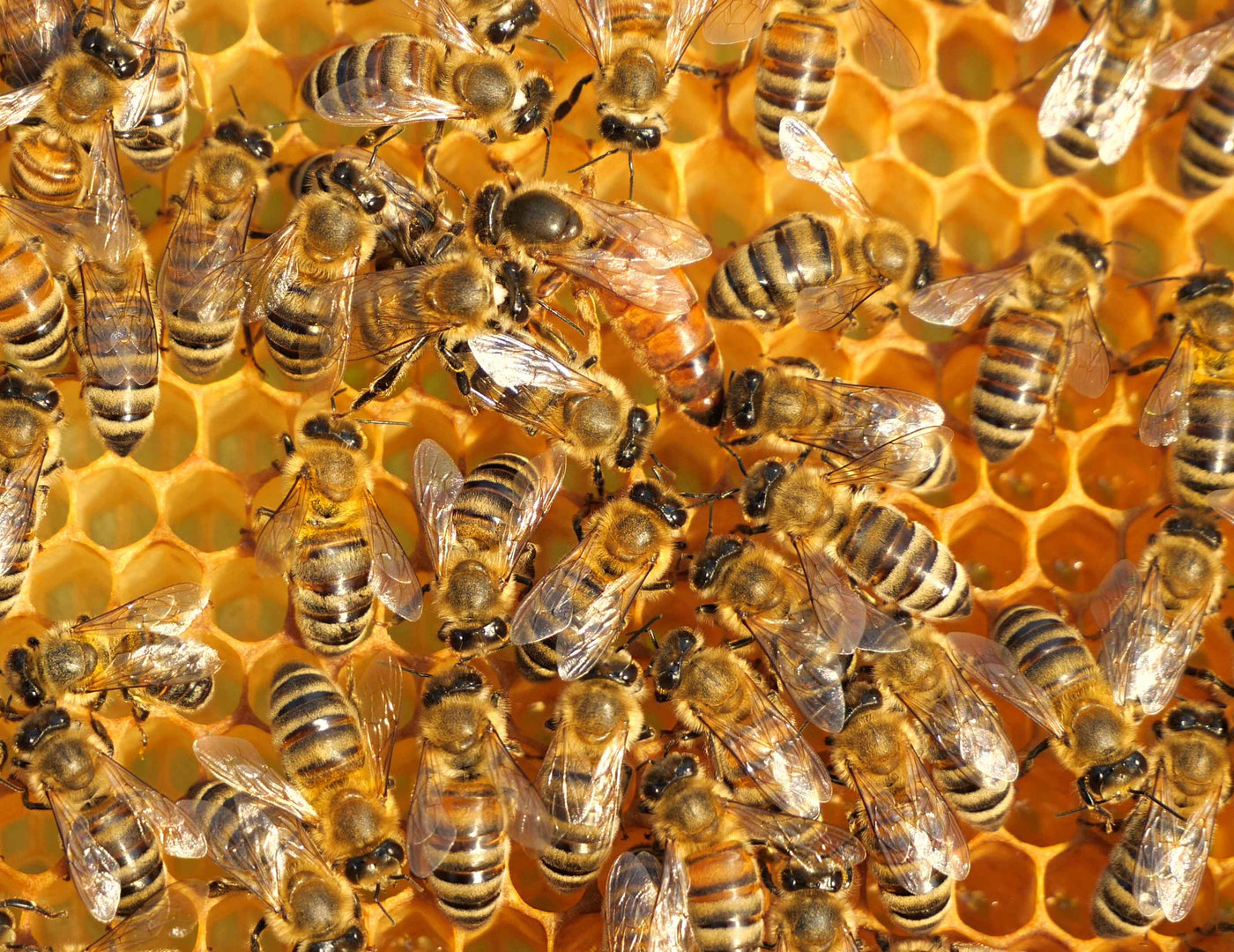 Italian Mated Queen Bees from Buzzbee Beekeeping