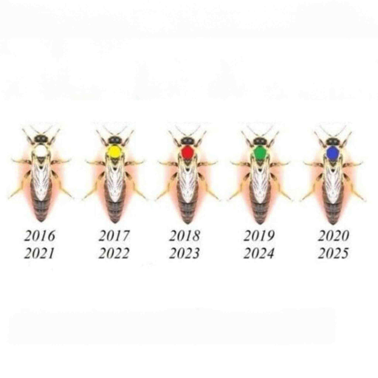 Coloured Markings Tags 100 pcs for Queen Bee Identification