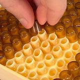 Queen Bee Nicolette Rearing Layer System Kit