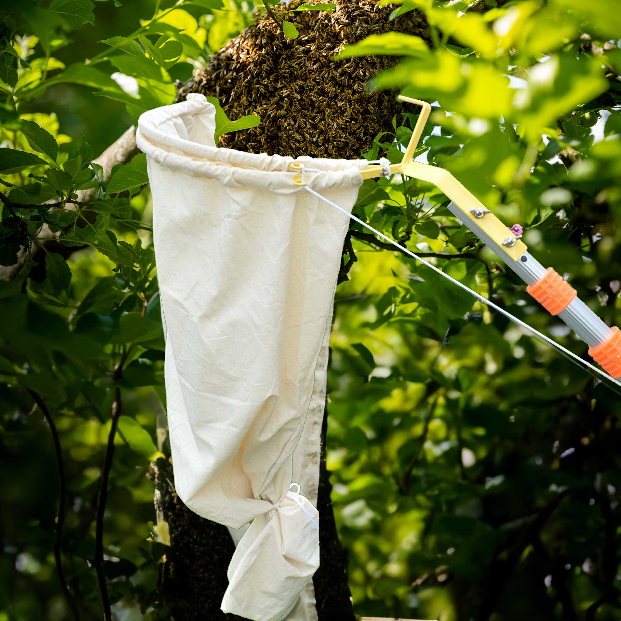 Bee Swarm Catcher with Telescopic Extension Pole -  collection by Buzzbee Beekeeping Supplies