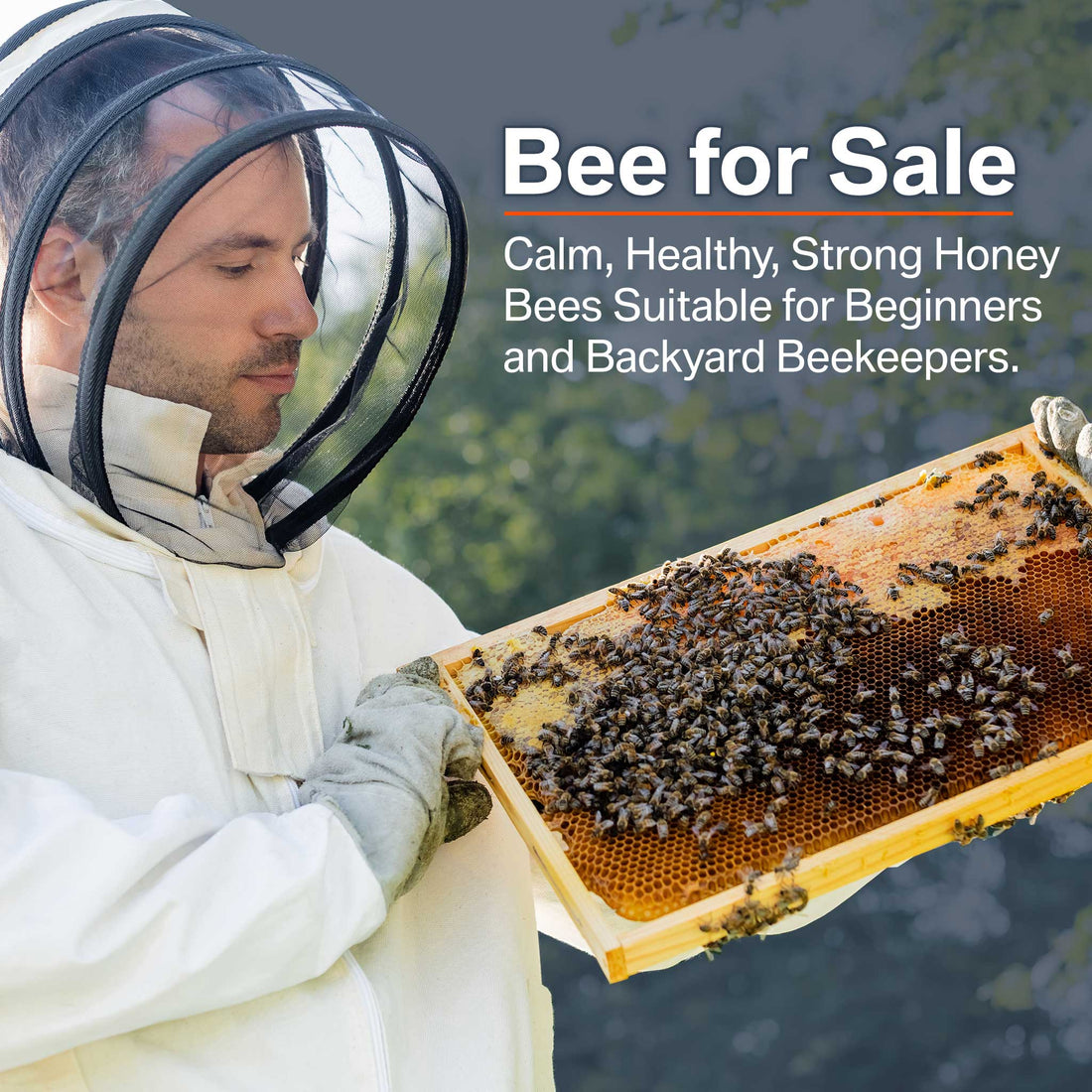 Honey Bees for Sale - Taking Orders for Spring 2024 | Buzzbee Beekeeping