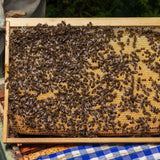 Honey Bees for Sale - Bees collection by Buzzbee Beekeeping Supplies