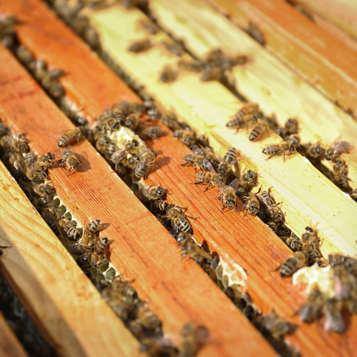 Honey Bees for Sale - Bees collection by Buzzbee Beekeeping Supplies