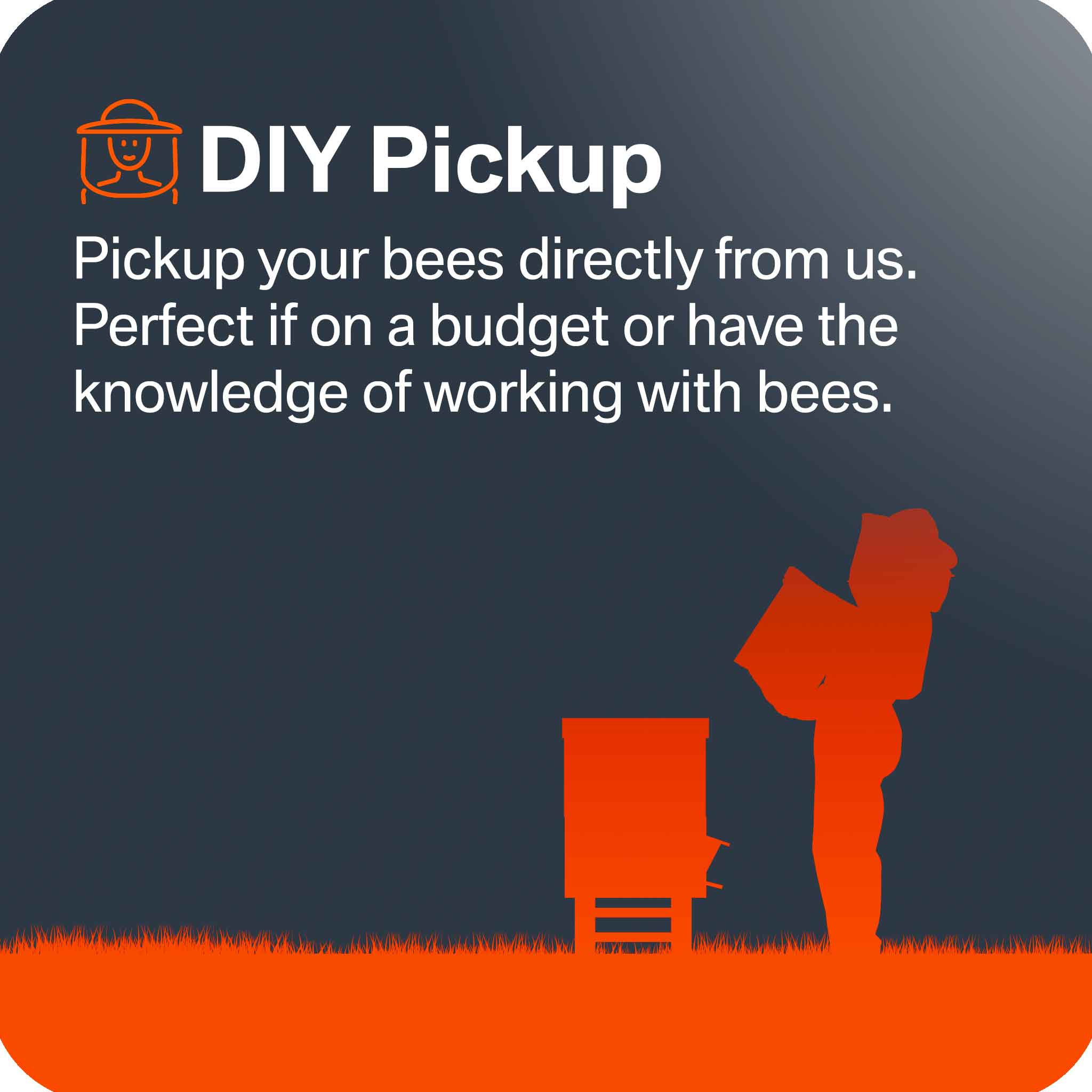 Bees for Sale - DIY Pickup - Bees collection by Buzzbee Beekeeping Supplies