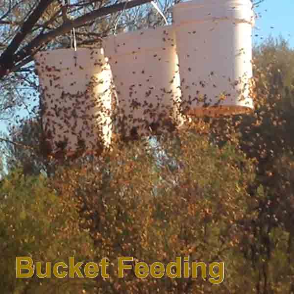 Custom Bee Feed for Beekeepers - Bee Feeders collection by Buzzbee Beekeeping Supplies