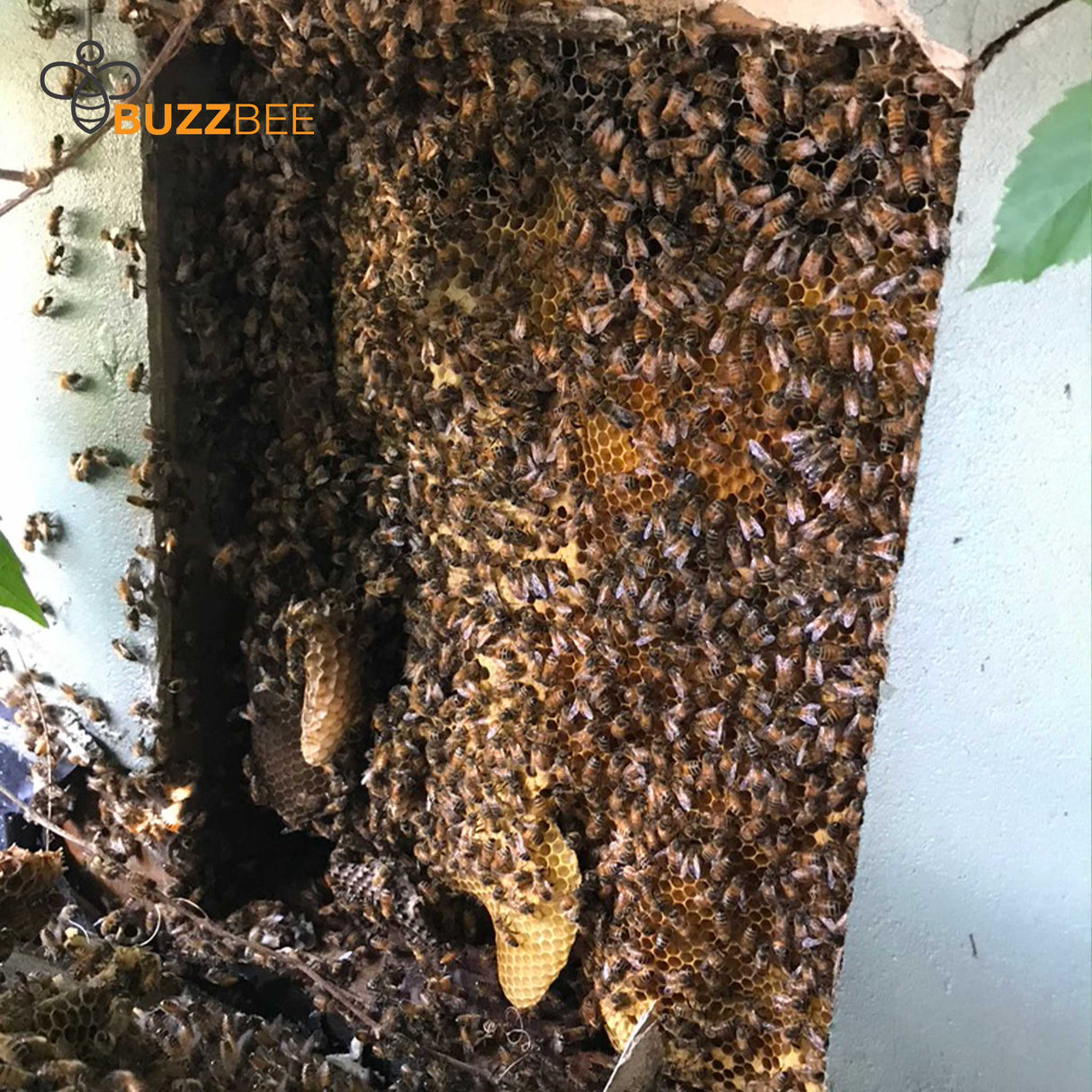 Bee Removal Service - Bee Service collection by Buzzbee Beekeeping Supplies