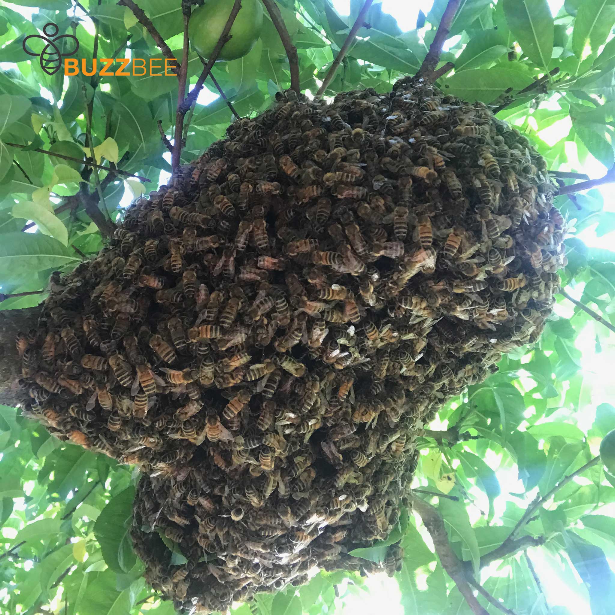 Bee Removal Service - Bee Service collection by Buzzbee Beekeeping Supplies