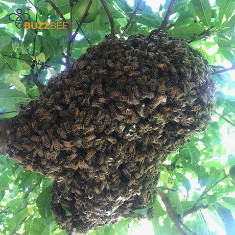 Bee Removal Service - Bee Service collection by Buzzbee Beekeeping Supplies