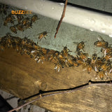 Bee Removal Service - Bee Service collection by Buzzbee Beekeeping Supplies