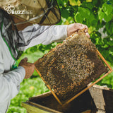 Bees for Sale - Delivered to your door - Bees collection by Buzzbee Beekeeping Supplies