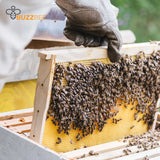 Bees for Sale - DIY Pickup - Bees collection by Buzzbee Beekeeping Supplies