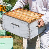 Honey Bees for Sale - Bees collection by Buzzbee Beekeeping Supplies