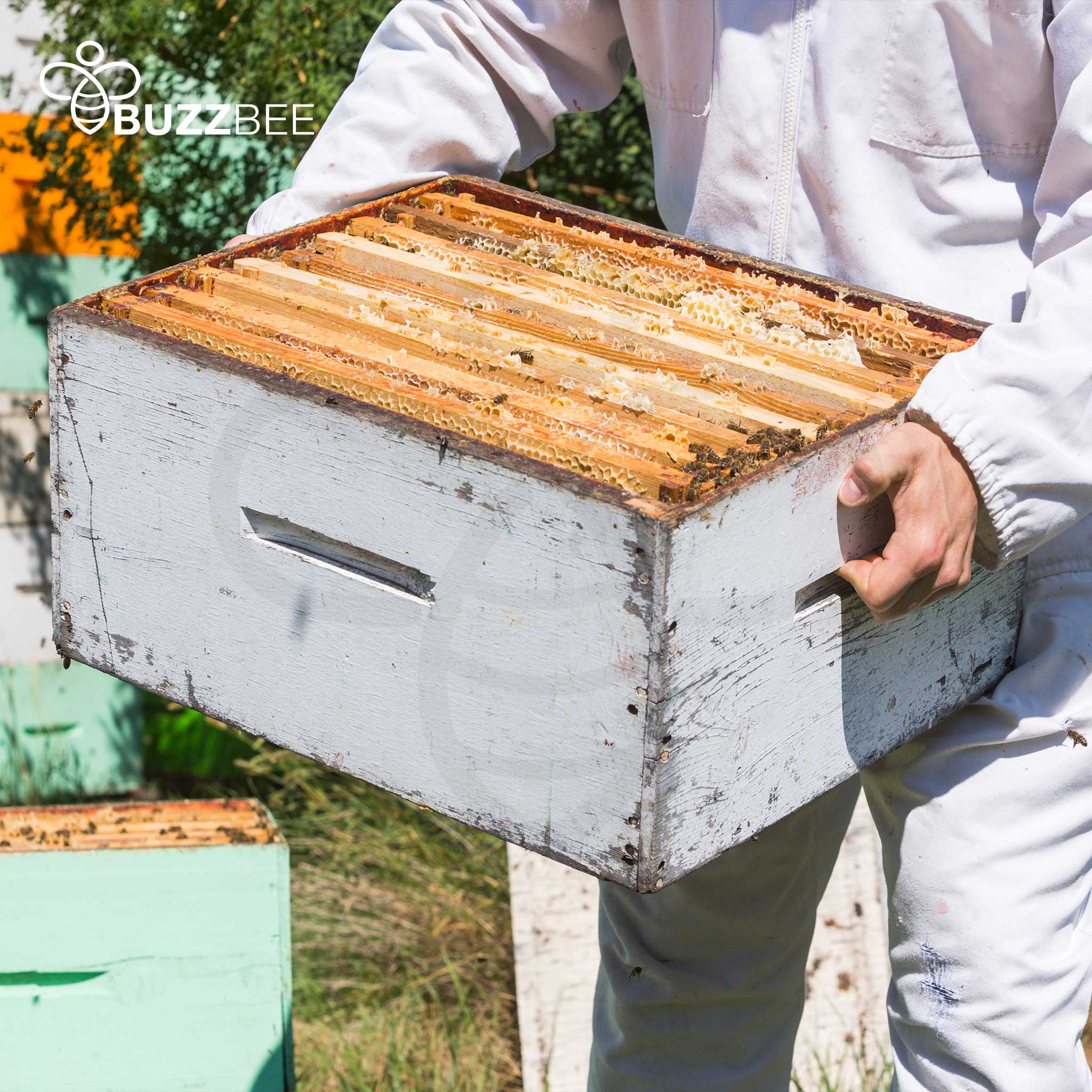 Bees for Sale - Delivered to your door - Bees collection by Buzzbee Beekeeping Supplies