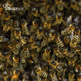 Bees for Sale - Delivery, Install and Mentoring - Bees collection by Buzzbee Beekeeping Supplies