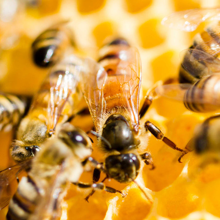 Queen Bees for Sale | Buzzbee Beekeeping