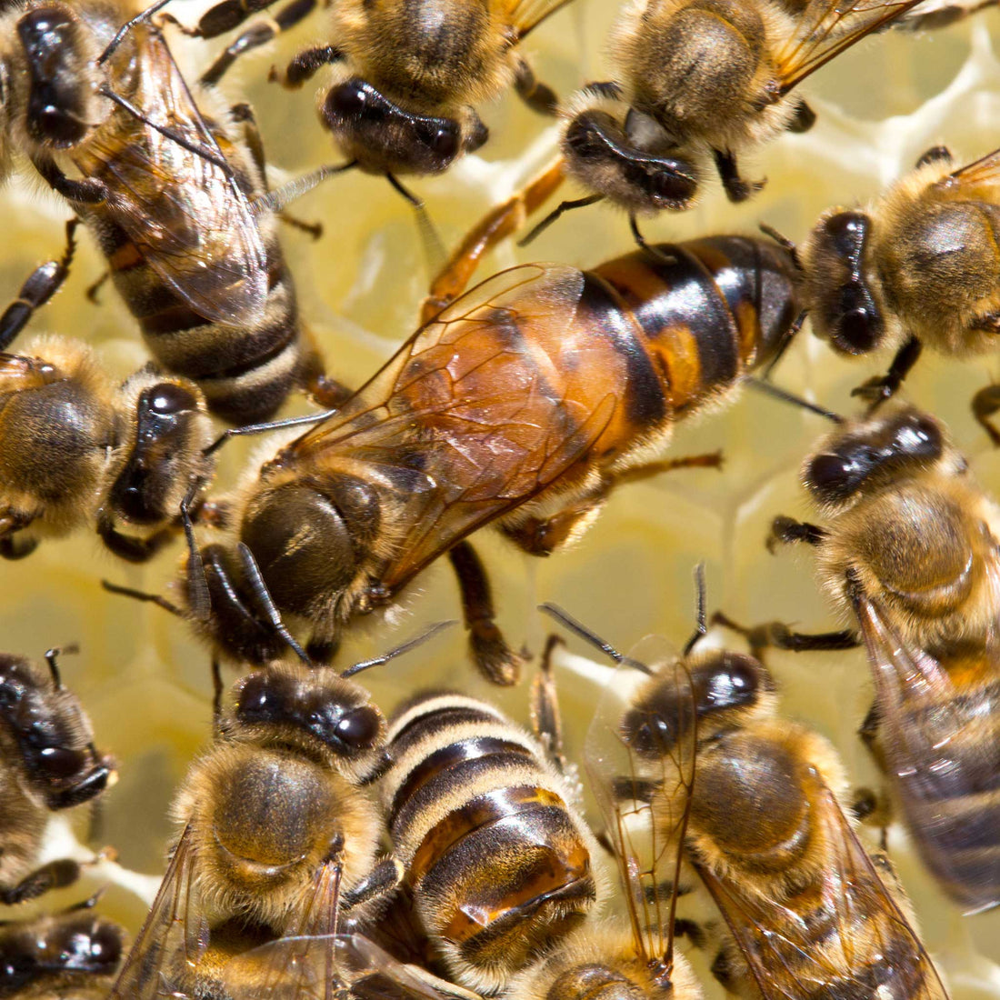 Queen Bees for Sale Buzzbee Beekeeping