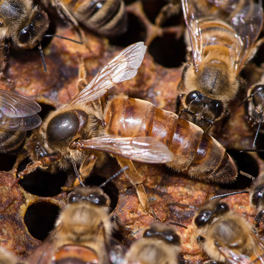 Queen Bees for Sale Honeybee Queens Buzzbee Buzzbee Beekeeping